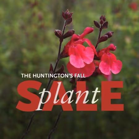 Huntington Plant Sale image