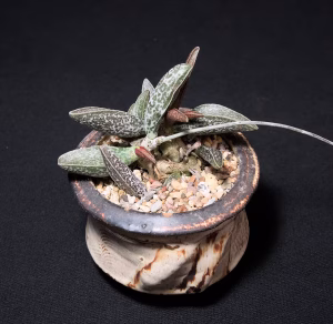 SCCSS 2025 10 - Intermediate Succulent Second - Bonnie Ikemura - Adromischus sp.