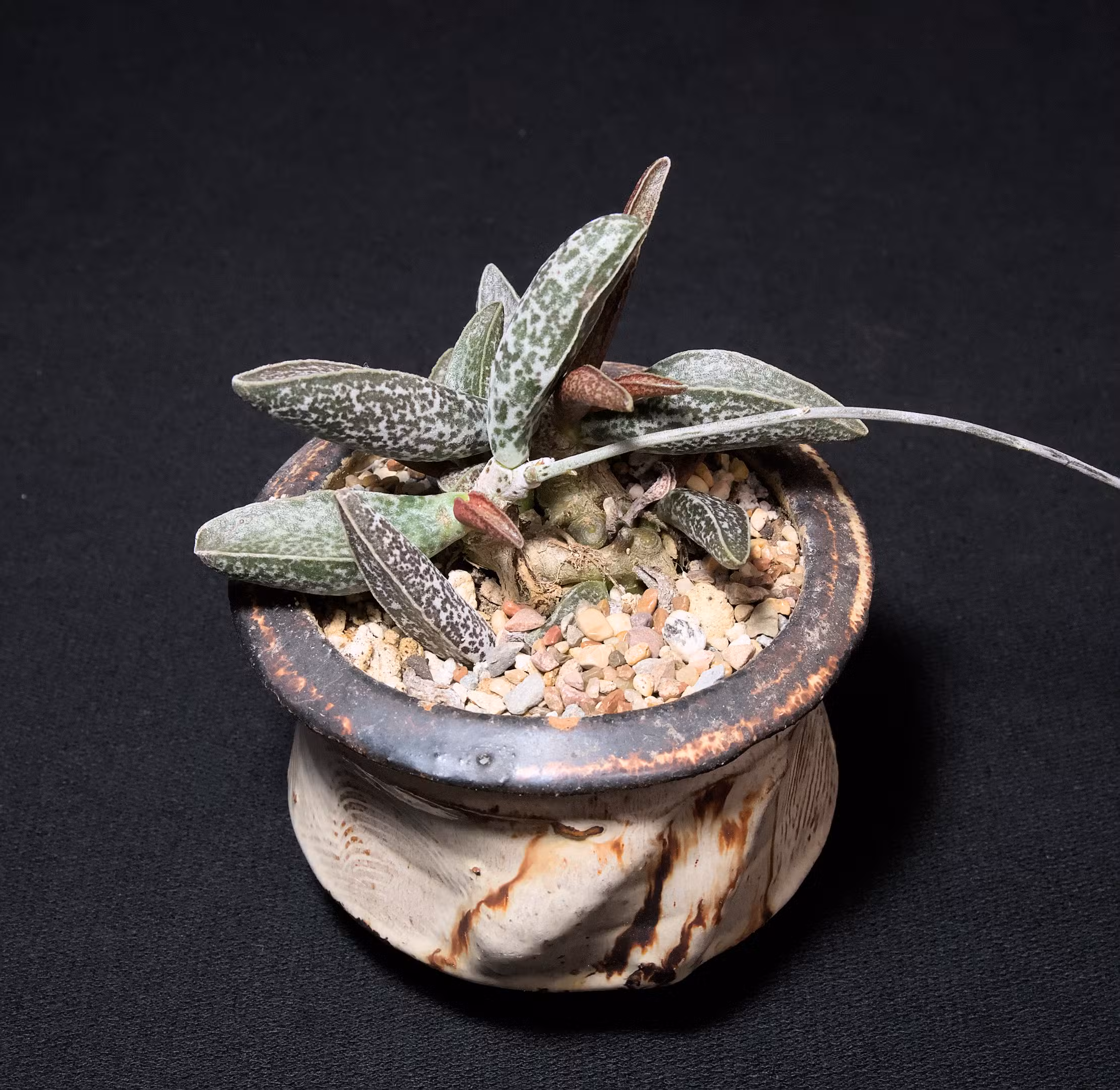 SCCSS 2025 10 - Intermediate Succulent Second - Bonnie Ikemura - Adromischus sp.