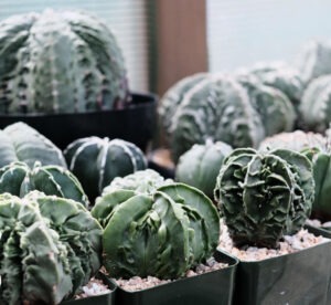 Adam Baker Astrophytum