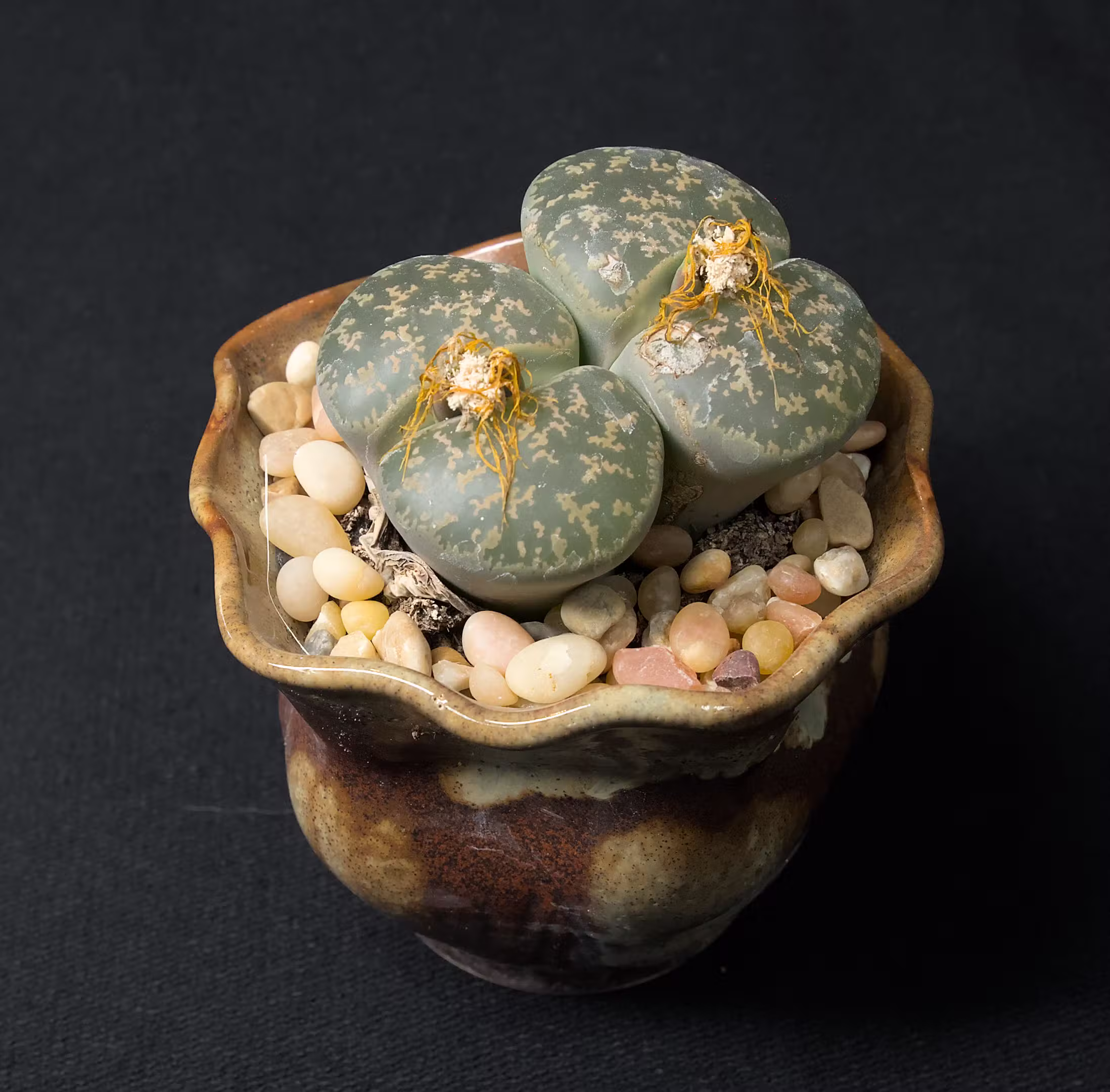 SCCSS 2025 11 - Novice Succulent Second - Liz Ying - Lithops sp.