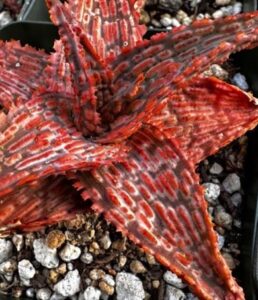 Aloe 'Sunrise' red form