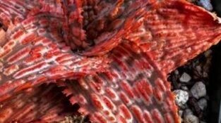 Aloe 'Sunrise' red form