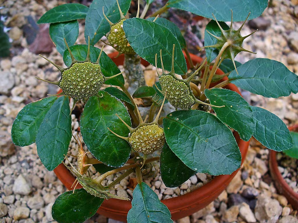 Dorstenia foetida