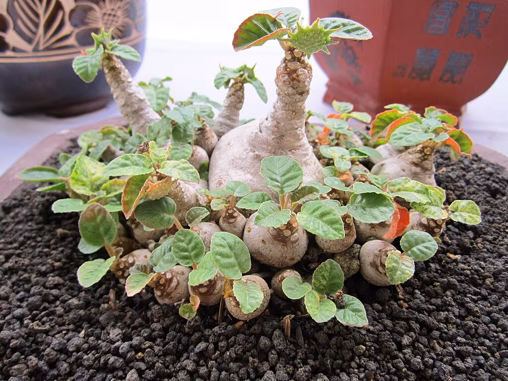 Dorstenia foetida, variegated