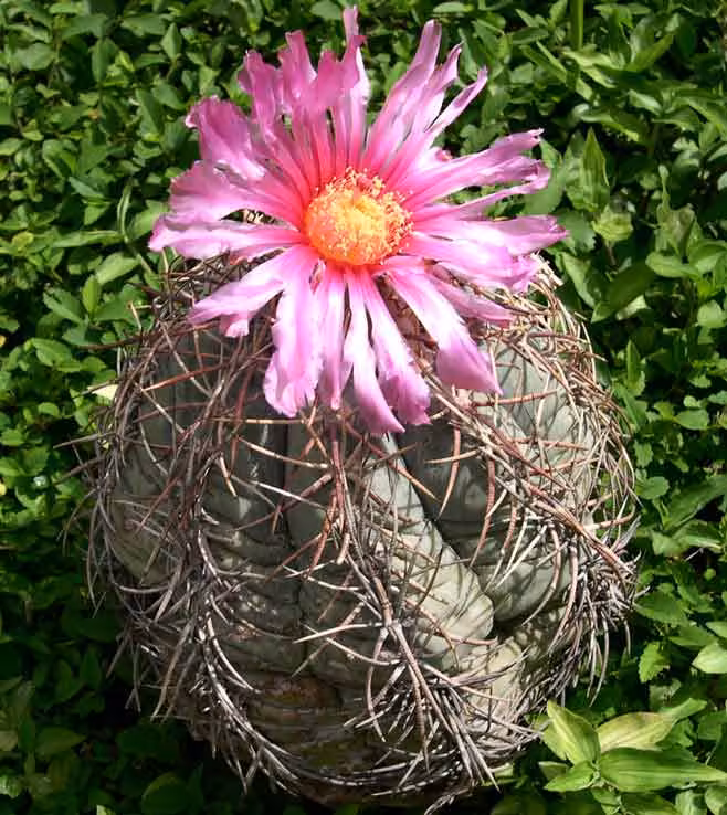 Echinocactus horizonthalonius