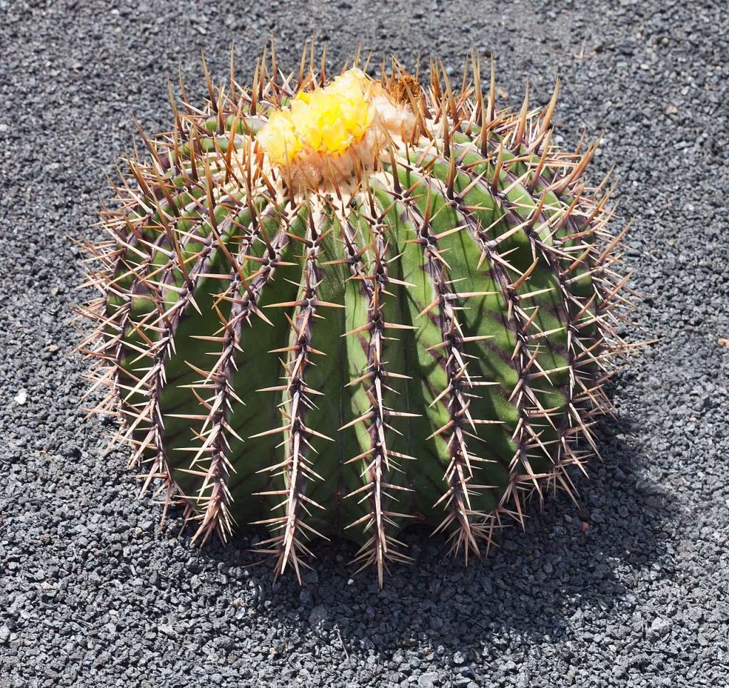 Echinocactus platyacanthus