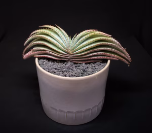 SCCSS 2026 02 - Novice Succulent First - Gustavo and Denise Cardenas - Aloe suprafoliata