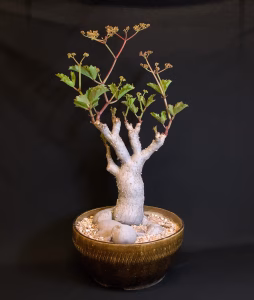 SCCSS 2026 03 - Open Succulent First - Jim Gardner - Cyphostemma 'Fat Bastard'