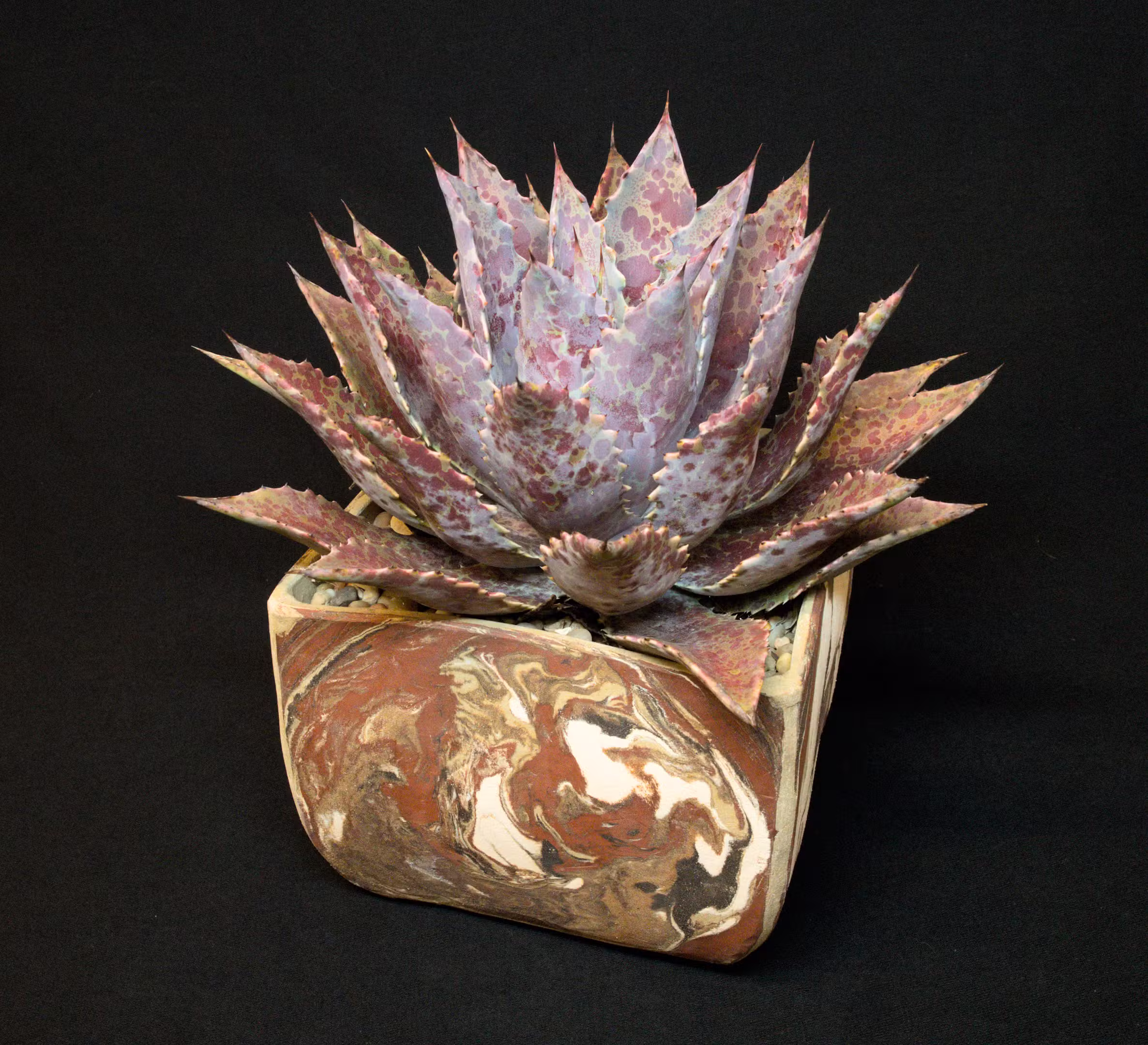 SCCSS 2026 05 - Open Succulent First - Jim Gardner - × Mangave