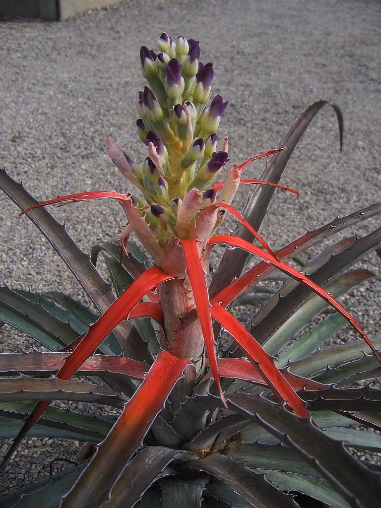 Bromelia laciniosa