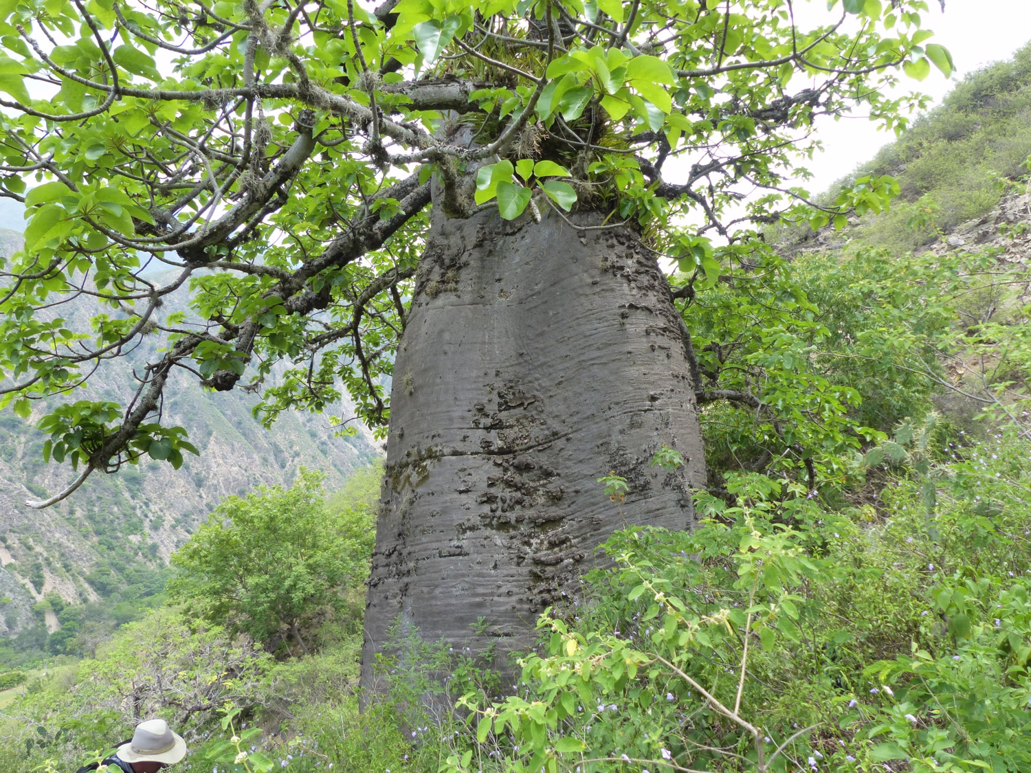 Cavanillesia chicamochae from Colombia