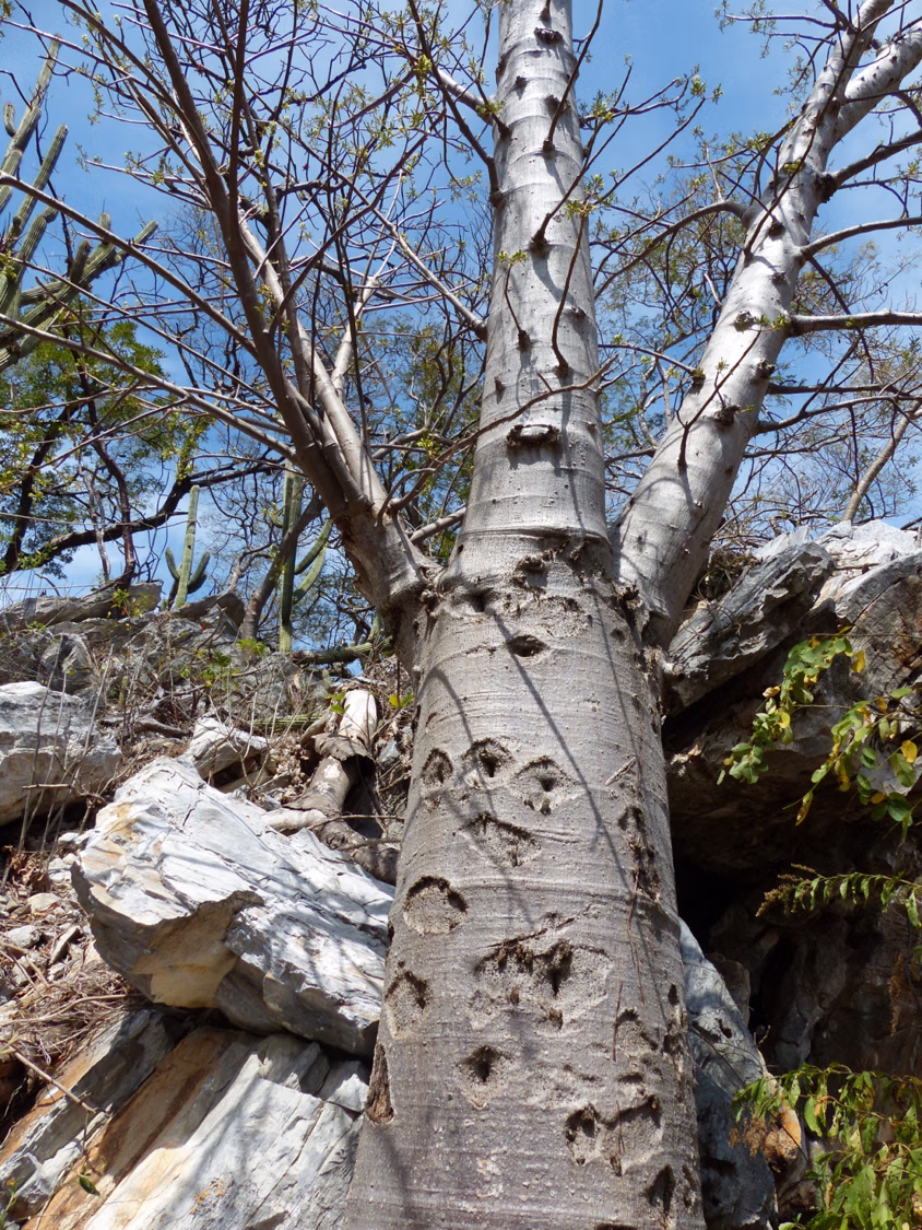 Jacaratia mexicana from Mexico