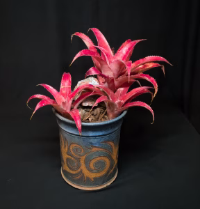 SCCSS 2026 07 - Novice Succulent First - Debra Galliani - Aechmea tuitensis