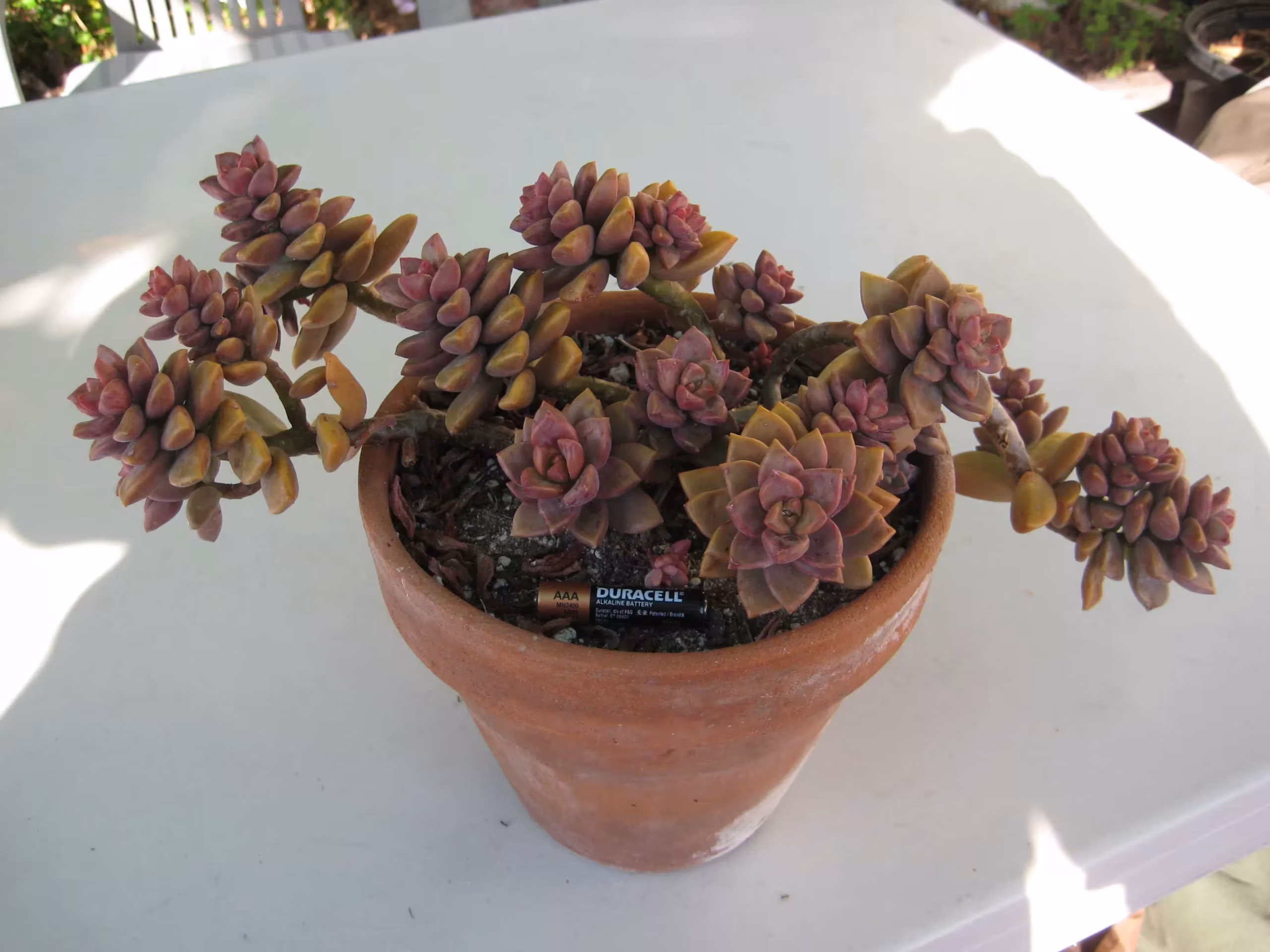 × Graptosedum 'Alpenglow'