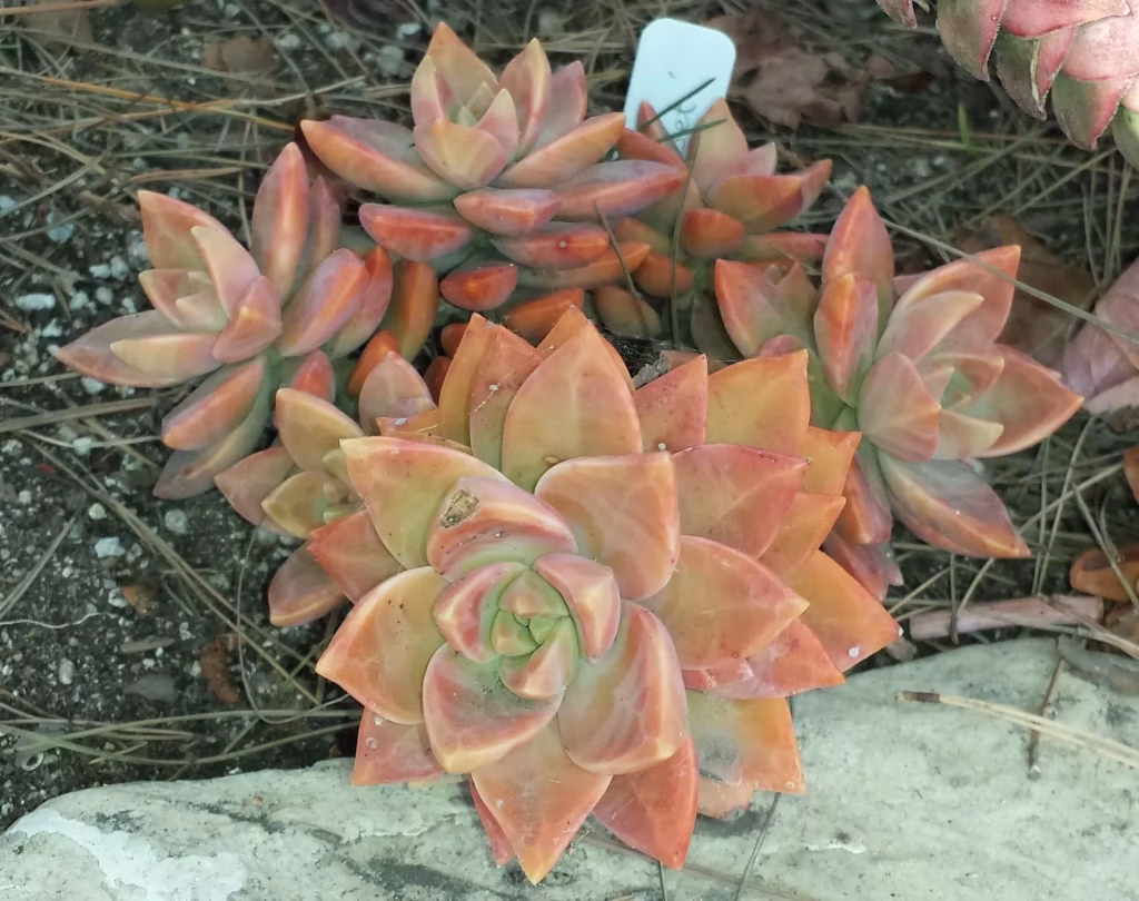 × Graptosedum 'California Sunset'
