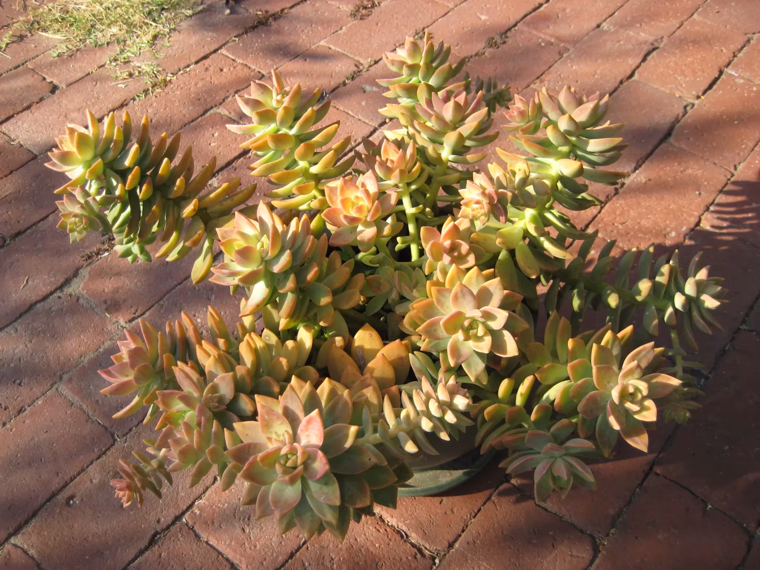× Graptosedum 'Cesar'