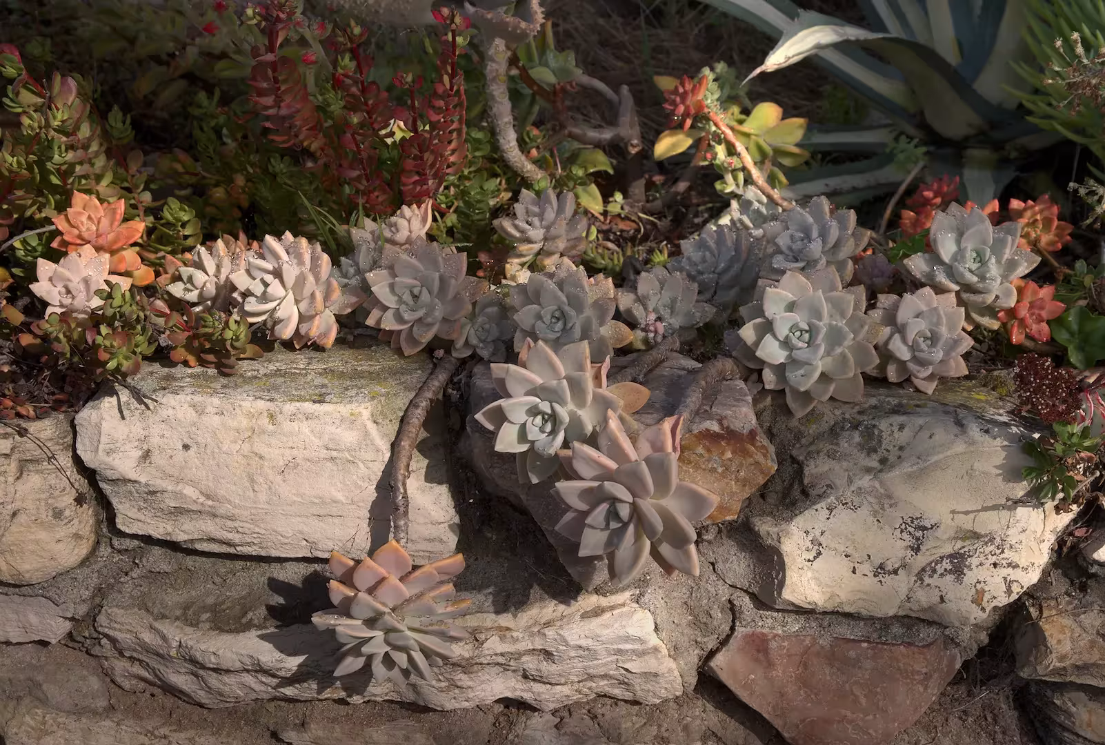 × Graptosedum 'Ghosty'