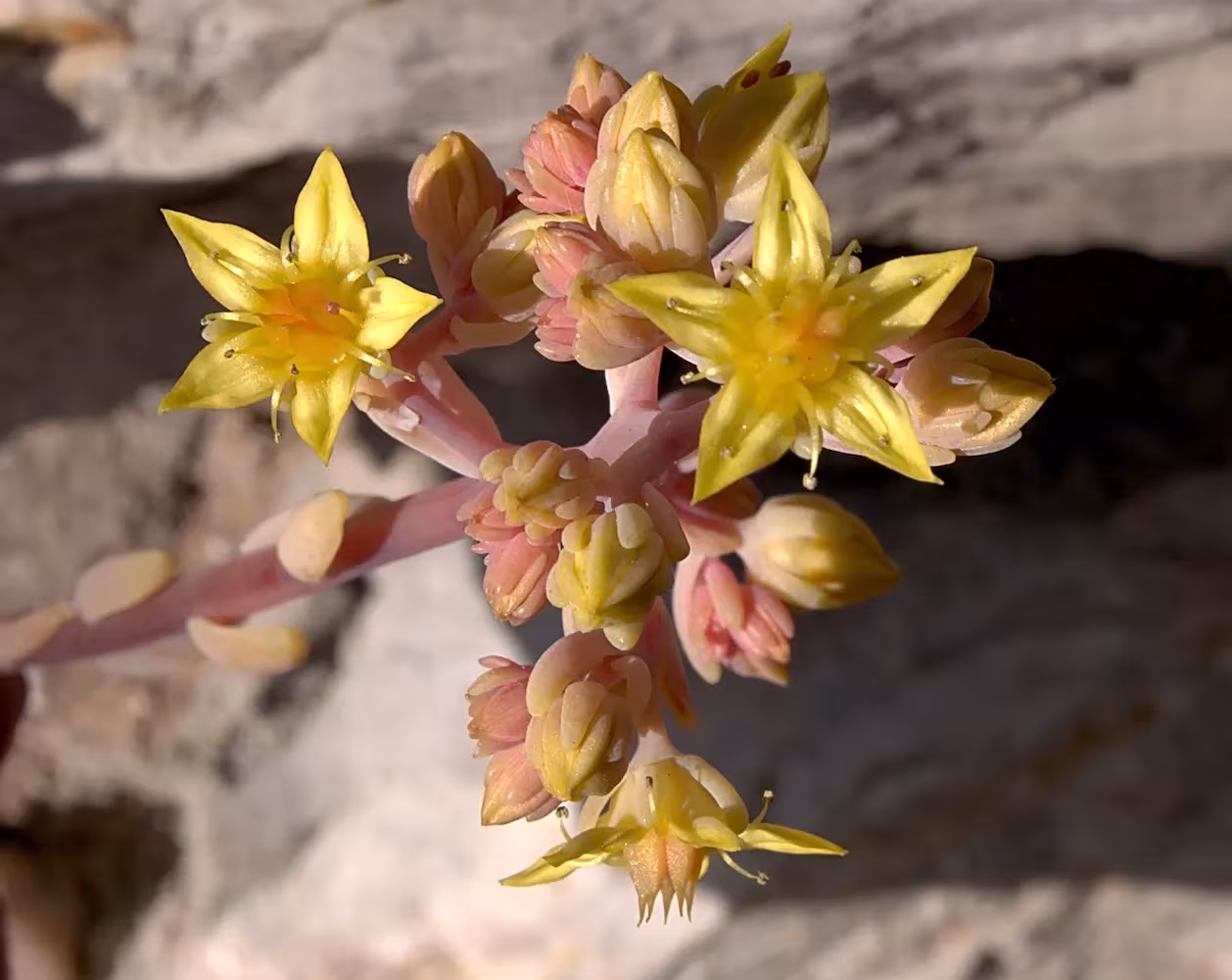 × Graptosedum 'Ghosty' flowers