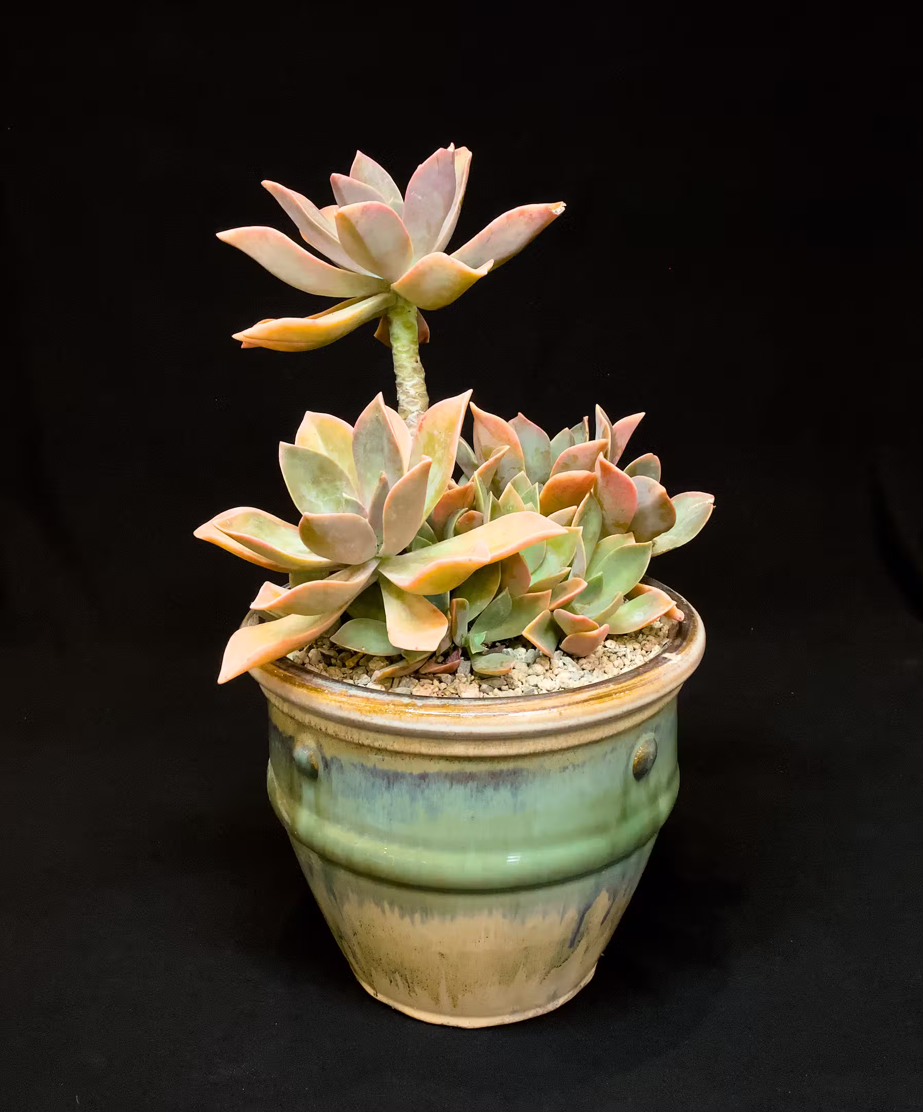 SCCSS 2026 08 - Intermediate Succulent First - Mike Short - × Graptoveria 'Fred Ives'