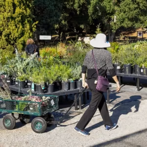 Huntington Fall Plant Sale 2026