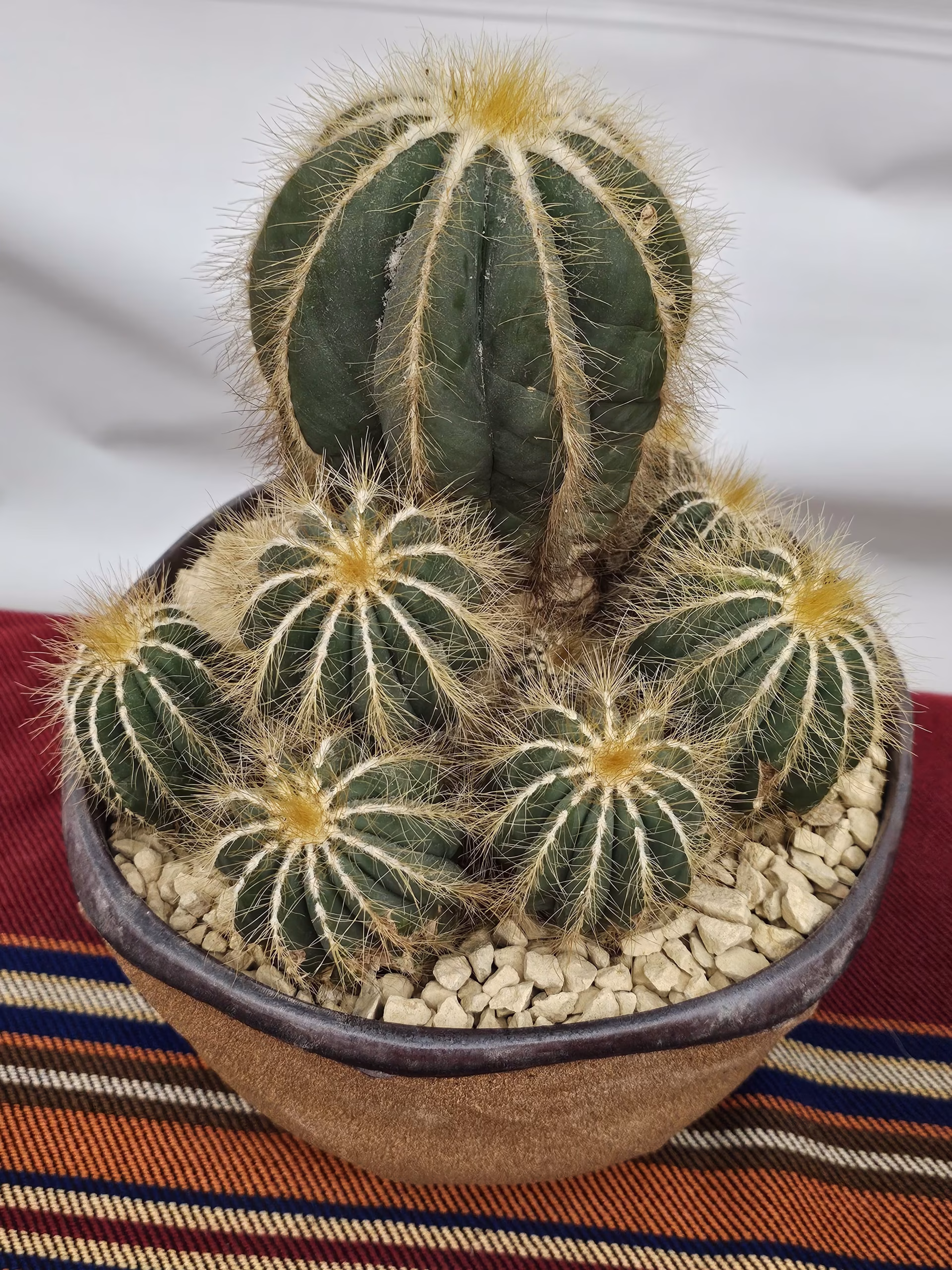 SCCSS 2026 09 - Open Cactus Second - Maria Capaldo - Parodia magnifica