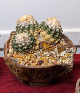 SCCSS 2026 10 - Open Cactus First - Gary Duke - Ariocarpus fissuratus