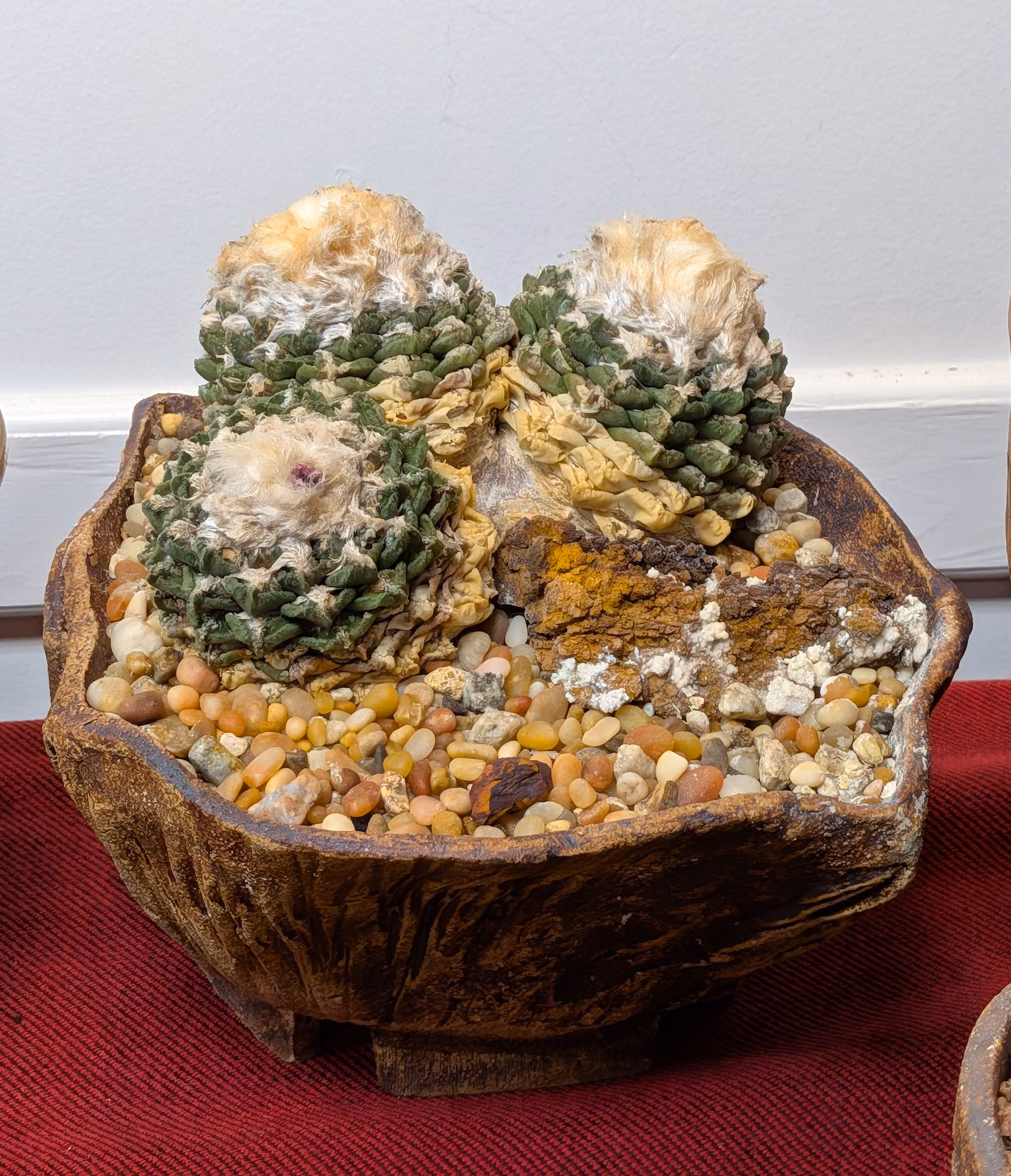 SCCSS 2026 10 - Open Cactus First - Gary Duke - Ariocarpus fissuratus