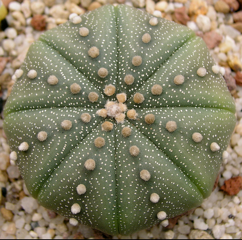 Astrophytum asterias var. nudum